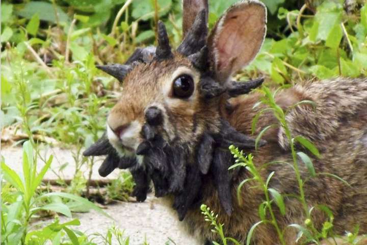 Rabbits with 'horns' in Colorado are being called 'Frankenstein bunnies.' Here's why