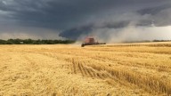 Tormenta de Santa Rosa: la lluvia de hasta 130 mm en la región núcleo pone en riesgo el trigo y el maíz