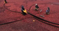 Massachusetts cranberry bogs are being given a second life as vibrant wetlands