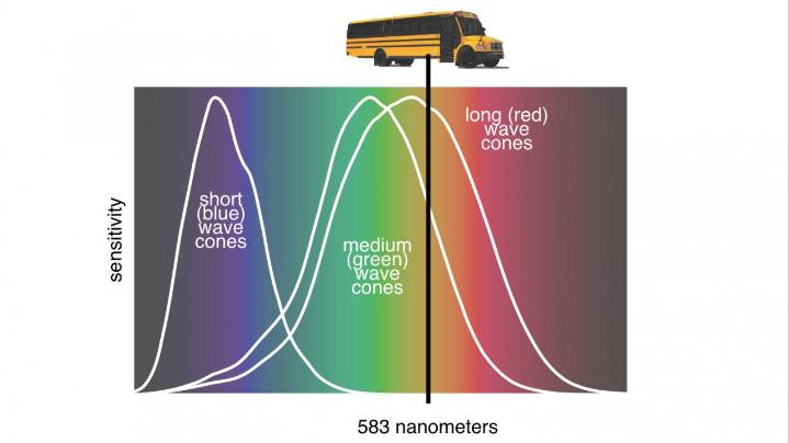 The science behind school bus yellow