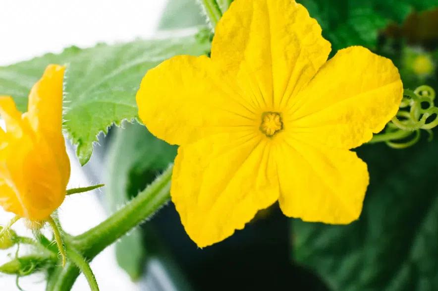 Garden Talk: Why are there so many male flowers on my cucumbers?