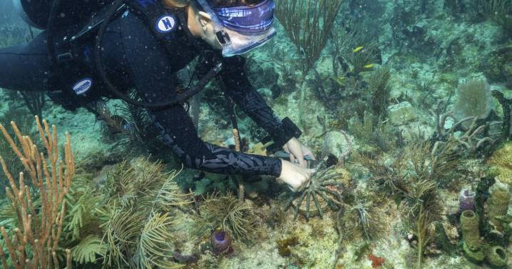 Científicos trasplantan corales híbridos para salvar arrecifes de Miami del cambio climático
