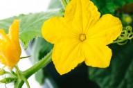 Garden Talk: Why are there so many male flowers on my cucumbers?
