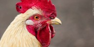Lexington considering ‘cock-a-doodle-don’ts’ for roosters