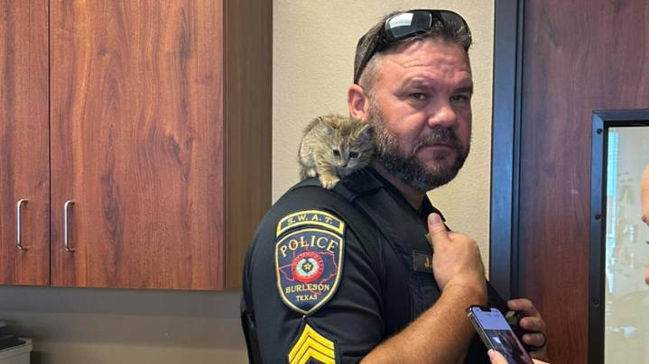 Texas officers rescue kitten from storm drain