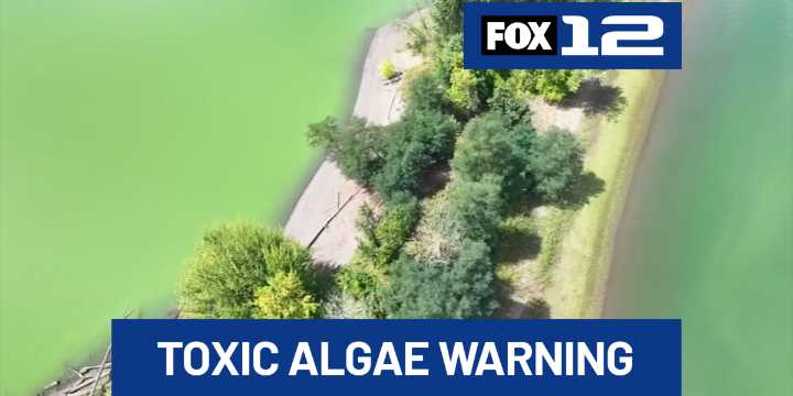 Toxic algae bloom warning issued for Willamette River from Ross Island to Columbia River