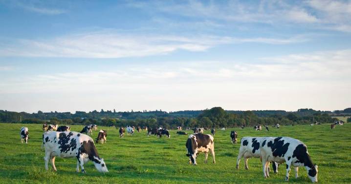 Dairy Maintains Momentum Through Turbulence [Opinion]