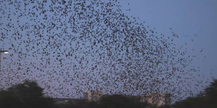 College Station’s Northgate becomes roosting site for thousands of migrating birds