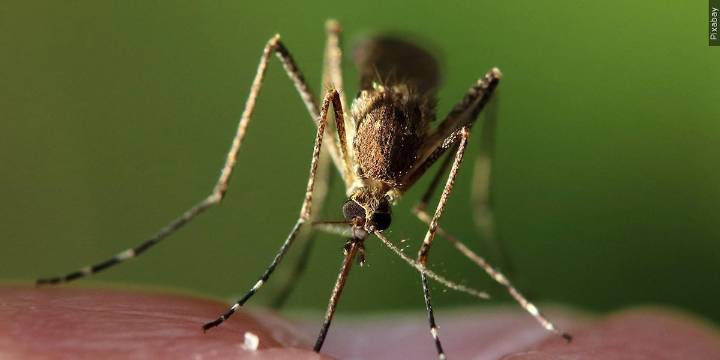 Mosquito tests positive for West Nile virus at Cheshire park