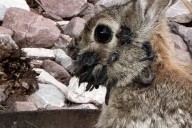 El misterioso virus que causa cuernos y tentáculos en conejos de Estados Unidos
