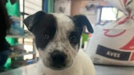Adoptar es salvar vidas: animales rescatados en Zamora buscan un hogar y tú puedes dárselo