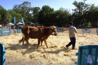 La Feria de Ganado del Pino 2025 llena Osorio de tradición y vida rural