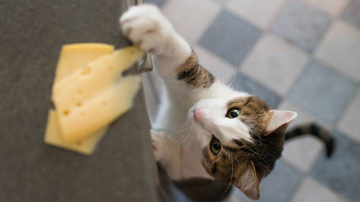 Can Cats Eat Cheese? What Kinds of Cheese Are Cat