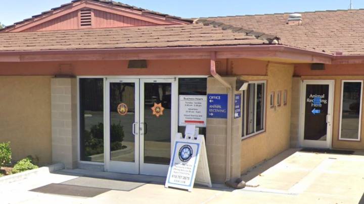 County probing report of emaciated Rancho Santa Fe horse that has gone missing