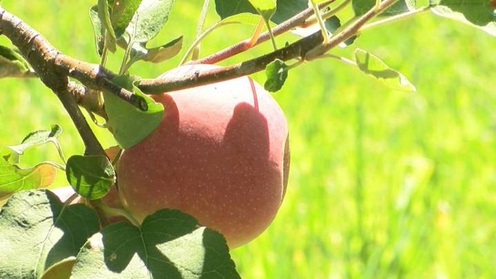 Capital Region apple picking opening dates