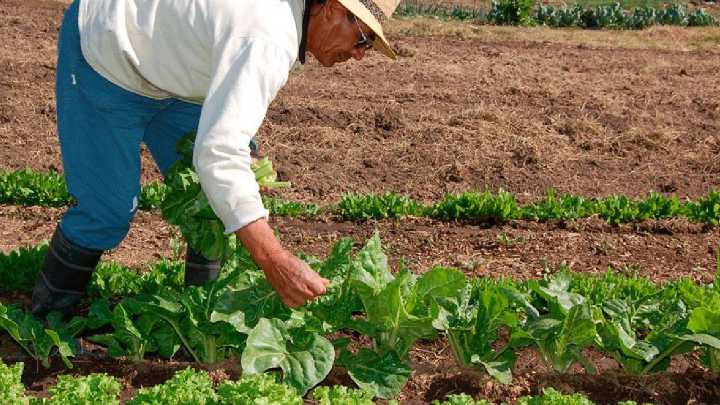 Producción de hortalizas registra 30 % de crecimiento