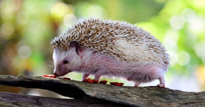 Animal charity offers cash reward to trace Plymouth's hedgehog torturers