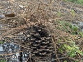 Can You Burn Yard Waste In Lufkin?