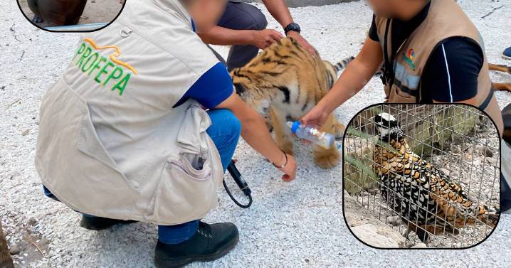 Profepa asegura tigre de bengala y otras especies en Hidalgo