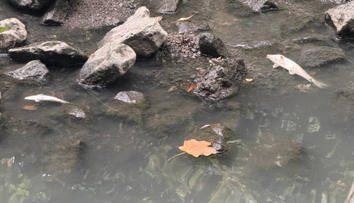Beaches-East York councillor confirms sewage spill in Taylor