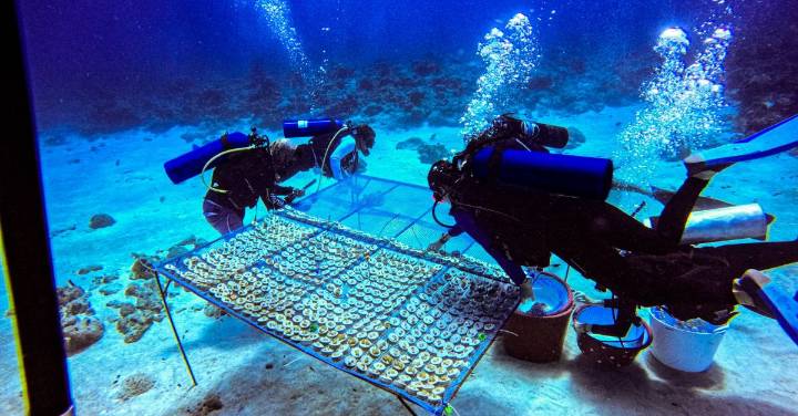 El arte de sembrar corales: premian a Dislicores por convertir vidrio en vida marina