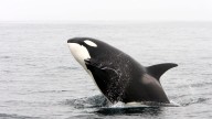 Sorpendente hallazgo: las orcas se acercan a los humanos para ‘regalarles’ comida