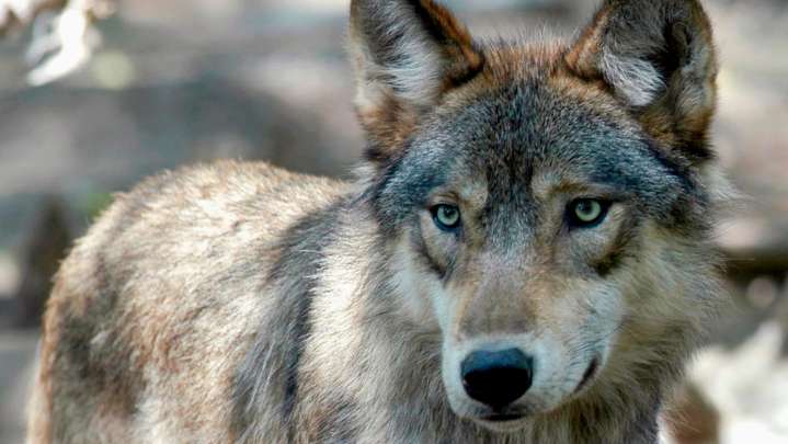 Wolf 'lethally' removed from Isle Royale after animal dragged food from campsite
