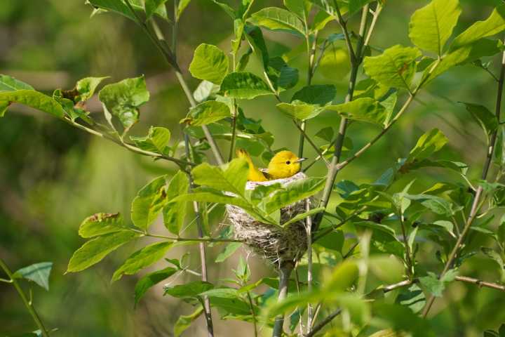 Birds Georgia Announces 2025 Fall Flyway Festival: A Celebration of Birds, Native Plants, and Community