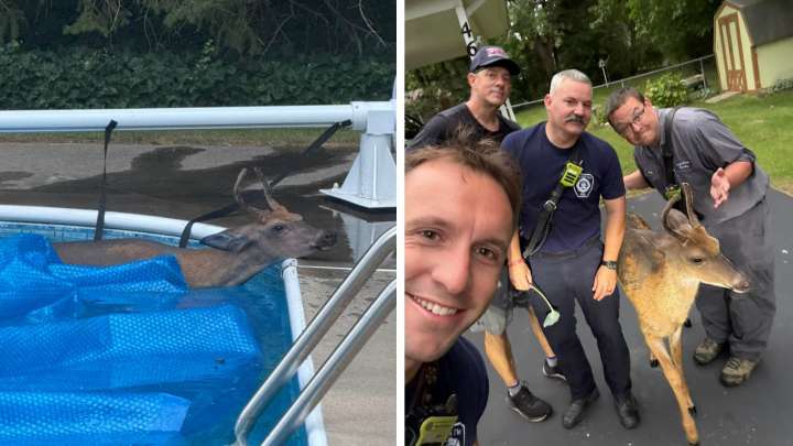Firefighters rescue deer from in-ground pool Thursday morning