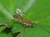 Descubrieron una especie de avispa parasitaria nunca antes vista en Estados Unidos