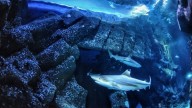 El cambio climático puede dejar sin dientes a los tiburones