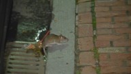 Boston’s rat plan, progress in rodent fight discussed at meeting