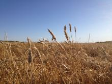 Manitoba reporting low levels of fusarium as spring cereal crops start to come in