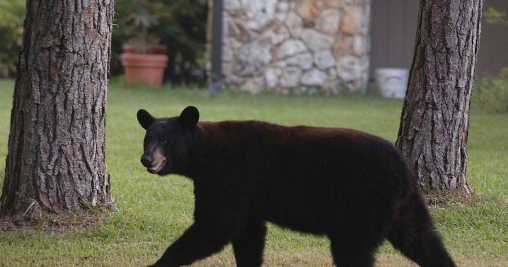 Florida allows black bear hunting for the first time in a decade