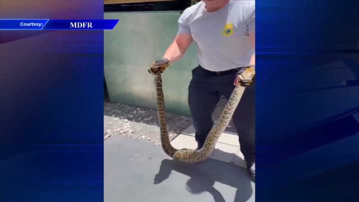 Burmese python found in shed of SW Miami