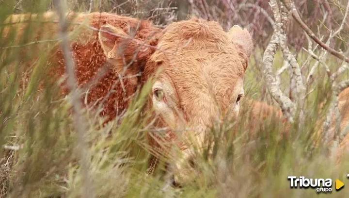 Detectan nuevos focos de lengua azul en Salamanca
