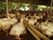 Consumo per cápita anual de pollo está en 25 kilos por persona
