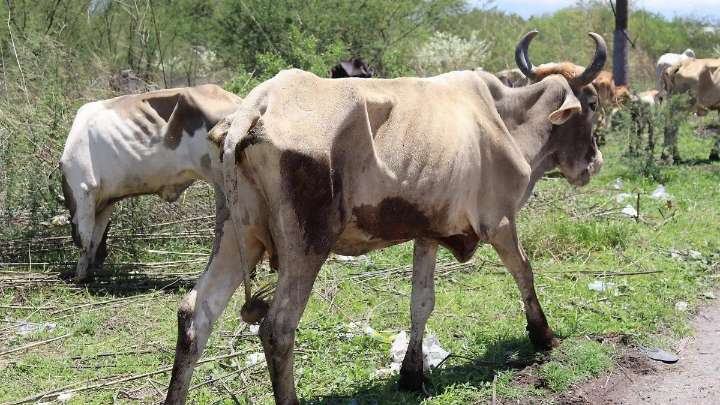 Morelos, el único estado sin un Comité de Salud Animal