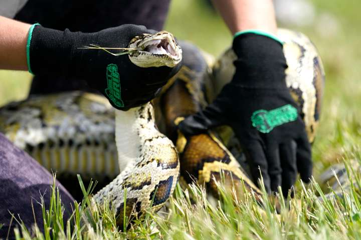 Robot rabbits the latest tool in Florida battle to control invasive Burmese pythons in Everglades