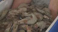 Caught between storms and survival: Louisiana’s shrimpers fight to keep tradition alive