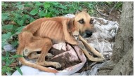 “Se la estaban comiendo las hormigas”: Rescatan a Milagros, perrita víctima de maltrato en Culiacán