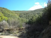 Aragón recibe 2,5 millones de euros para reforzar la salud de sus masas forestales