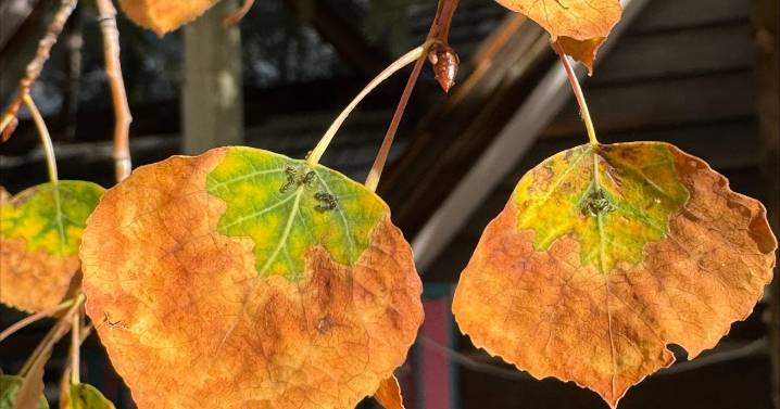 Colorado's fall colors could be duller this year -