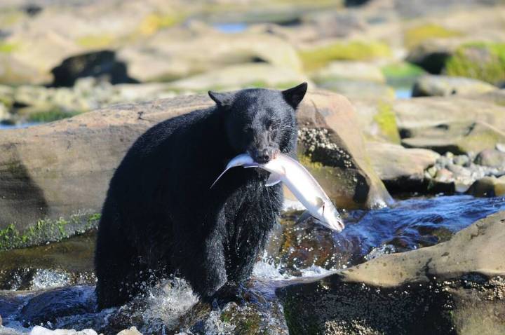AWS nails Russia's Cozy Bear trying to nick Microsoft creds • The Register