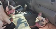 2 dogs recovered from stolen pickup in Massachusetts, suspect accused of trying to sell car