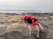 Las cuatro playas de Tenerife donde podrás llevar a tu perro este verano