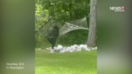 Bear plays with hammock in Newington backyard: VIDEO