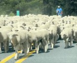 The sheep encounter: How unexpected moments create lasting travel memories