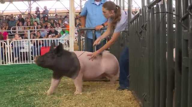 Livestock exhibitors take pride in showing at the Iowa State Fair