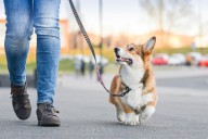 13 Routine-Loving Dog Breeds Who Need Daily Structure